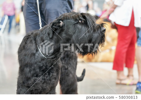 Closeup of black Giant Schnauzer aka Riesenschnauzer dog head, blurred people legs in background 58030813