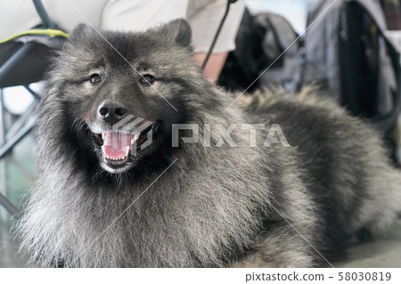 Black and silver Keeshond German spitz breed closeup on head with open mouth Black and silver Keeshond German spitz breed closeup on head with open mouth 58030819