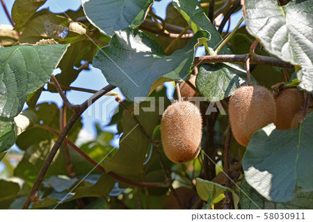Kiwi fruit Kiwi fruit 58030911