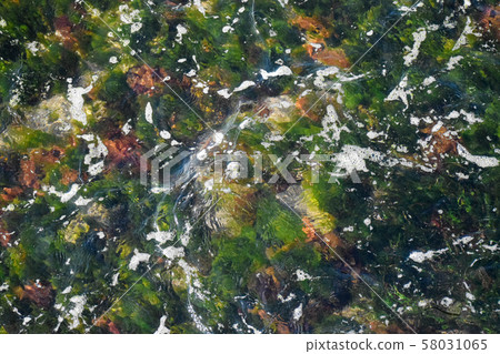 Seaweed visible from the sea surface 58031065