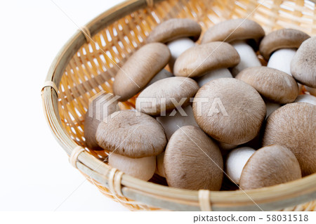 Daikoku Shimeji 58031518