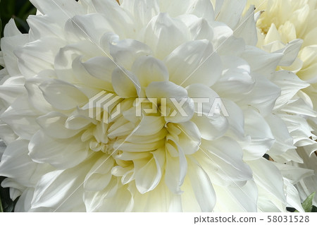 大麗花 大麗花 58031528