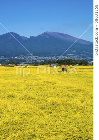 長野縣佐久市信州小上原路站 秋季五部北稻田和淺間山在 Hot Park Asama 前 長野縣佐久市信州小上原路站 秋季五部北稻田和淺間山在 Hot Park Asama 前 58031559