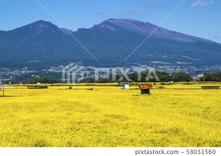長野縣佐久市信州小上原路站 秋季五部北稻田和淺間山在 Hot Park Asama 前 長野縣佐久市信州小上原路站 秋季五部北稻田和淺間山在 Hot Park Asama 前 58031560