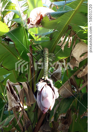 Banana flowers 58031720
