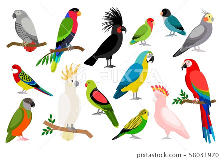 Tropical parrot set 58031970