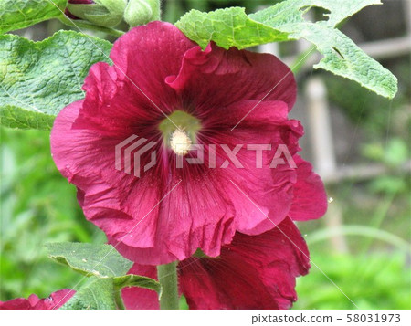 一束柔軟的花從根部到莖部依次開花。 一束柔軟的花從根部到莖部依次開花。 58031973