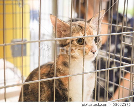 Protected cat in cage 58032575