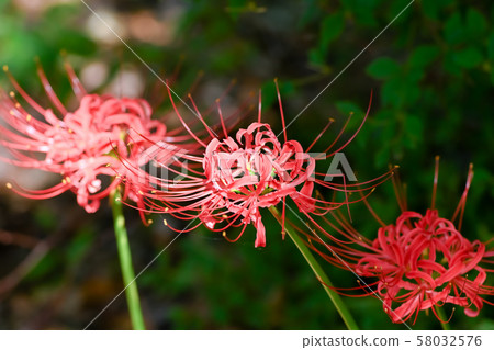 Cluster amaryllis 58032576