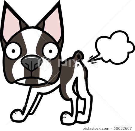 Boston Terrier Boston Terrier 58032667