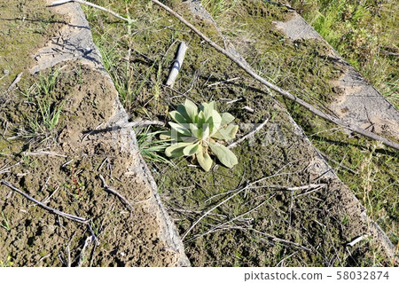 Velvet rose squid rosette Velvet rose squid rosette 58032874