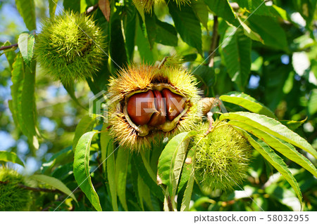 Chestnut cultivation Chestnut cultivation 58032955