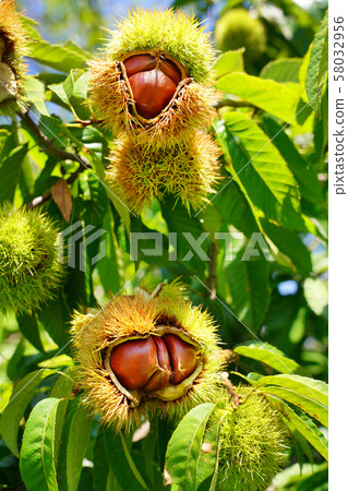 Fruit Fruit 58032956