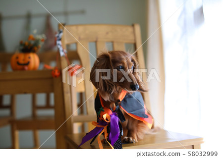 達克斯獵犬享受萬聖節 58032999