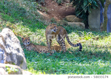 Cheetah children, Tama animal park Cheetah children, Tama animal park 58033174