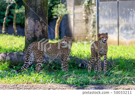 獵豹兒童,多摩動物園 獵豹兒童,多摩動物園 58033211
