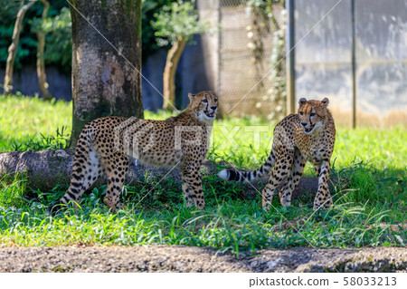 Cheetah children, Tama animal park 58033213