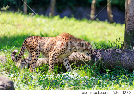 Cheetah children, Tama animal park Cheetah children, Tama animal park 58033220