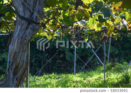 Vineyard fruitful autumn / orchard in Hokkaido Vineyard fruitful autumn / orchard in Hokkaido 58033691