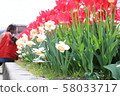 Tulip 58033717