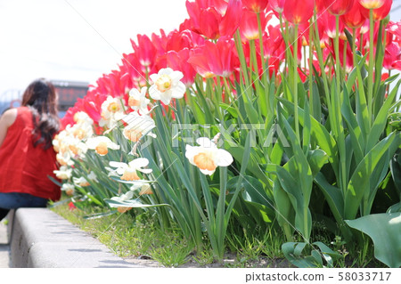 Tulip Tulip 58033717