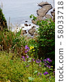 Cliff and purple flowers 58033718