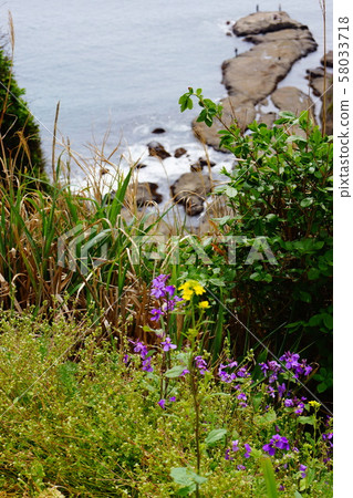Cliff and purple flowers Cliff and purple flowers 58033718