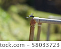 Dragonfly  58033723
