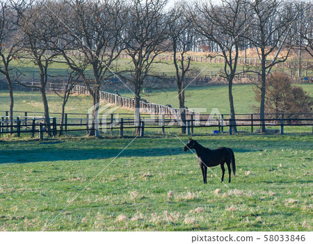 Race horses in Hokkaido / Hokkaido, Hidaka Town Race horses in Hokkaido / Hokkaido, Hidaka Town 58033846