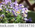 Pansy 58034730