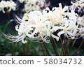 Cluster amaryllis 58034732