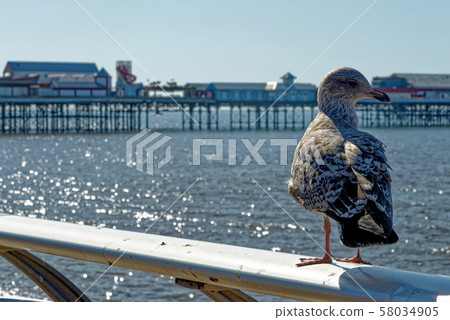 Seagull on Blackpool Pleasure Beach  - United 58034905