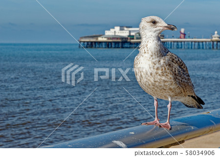 Seagull on Blackpool Pleasure Beach  - United 58034906