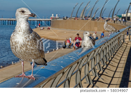 Seagull on Blackpool Pleasure Beach  - United 58034907