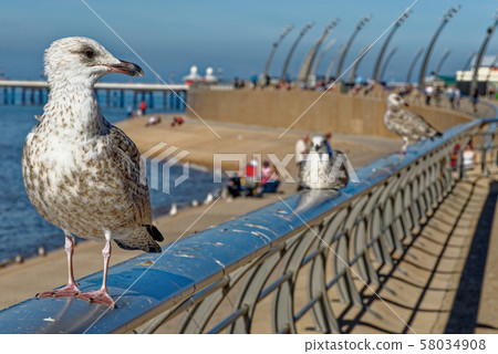Seagull on Blackpool Pleasure Beach - United Seagull on Blackpool Pleasure Beach - United 58034908