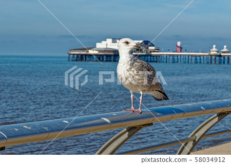 Seagull on Blackpool Pleasure Beach  - United 58034912