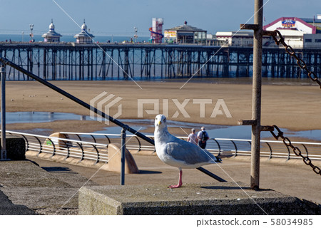 Seagull on Blackpool Pleasure Beach  - United 58034985