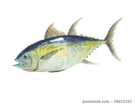 黃鰭金槍魚 58035283