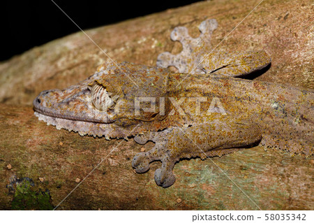leaf-tailed gecko, Uroplatus fimbriatus, 58035342