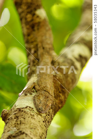 leaf-tailed gecko, Uroplatus fimbriatus, 58035343