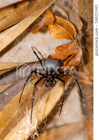 giant white spider Nephilengys livida Madagascar 58035345