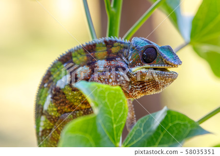 panther chameleon, Masoala madagascar wildlife 58035351