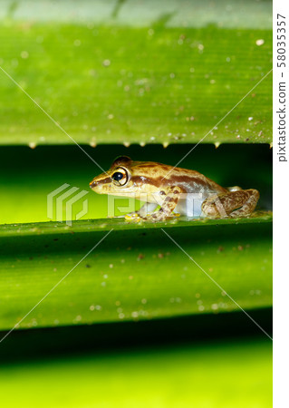Beautiful small frog Boophis Madagascar Wildlife 58035357