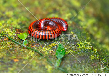 Rainforest millipede Madagascar wildlife and 58035361