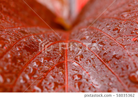 water drops on red plant leaf 58035362