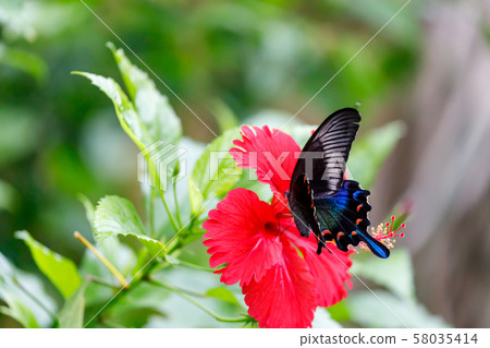 Crow Swallowtail Butterfly at Tama Zoo Park Insect Garden 58035414
