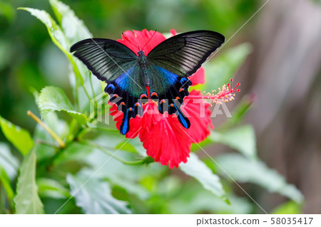 在多摩動物園公園昆蟲庭院的烏鴉Swallowtail蝴蝶 58035417