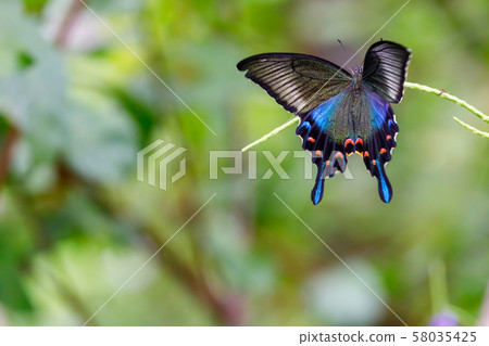 在多摩動物園公園昆蟲庭院的烏鴉swallowtail蝴蝶 照片素材 圖片 圖庫