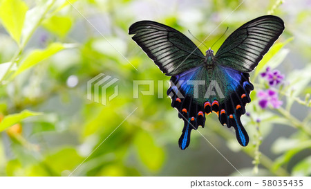 在多摩動物園公園昆蟲庭院的烏鴉Swallowtail蝴蝶 58035435