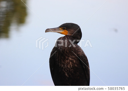 A river cormorant in Minuma Nature Park 58035765
